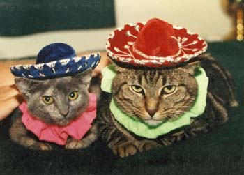 Cats at Fiesta